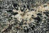 Polished Orbicular Granite Section - Western Australia #353168-1